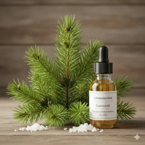 Botanical illustration of Canadian white spruce and pine needles used in premium forest-scented candles.
